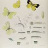 Colias. I.  1-3. Colias Eurydice, var. Bernardino; 4. Var. Amorphæ; a. Egg mag-d; b. Larva (young) mg-d; c-e. Larva 1st to 3rd mlt, mg-d; f. Larva mature nat size; g.h. Larva mature vars; i. Chrysalis; k. Food-plant.