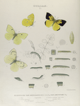 Colias. I.  1-3. Colias Eurydice, var. Bernardino; 4. Var. Amorphæ; a. Egg mag-d; b. Larva (young) mg-d; c-e. Larva 1st to 3rd mlt, mg-d; f. Larva mature nat size; g.h. Larva mature vars; i. Chrysalis; k. Food-plant.