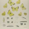 Colias. II.  1-4. Colias Harfordii; 5-9. Var. Barbara; a. Egg mag-d; b-d. 1st, 2nd, 3rd moult magnified; e. 4th moult mag-ed; f. mature,  mag-ed; g. Chrysalis.