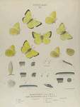 Colias. II.  1-4. Colias Harfordii; 5-9. Var. Barbara; a. Egg mag-d; b-d. 1st, 2nd, 3rd moult magnified; e. 4th moult mag-ed; f. mature,  mag-ed; g. Chrysalis.