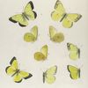 Colias. IV.  1-4. Colias Chrysomelas; 5-9. Vars.