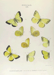 Colias. IV.  1-4. Colias Chrysomelas; 5-9. Vars.