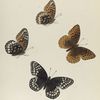 Argynnis. I. 1-4. Argynnis Nitocris.