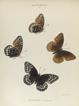 Argynnis. I. 1-4. Argynnis Nitocris.