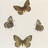 Argynnis. III. 1-4. Argynnis Liliana.