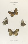 Argynnis. III. 1-4. Argynnis Liliana.