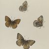 Argynnis. IV. 1-4. Argynnis Coronis.