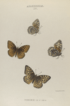 Argynnis. IV. 1-4. Argynnis Coronis.