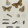 Argynnis. V. 1, 2. Argynnis Nevadensis; 3, 4. Argynnis Aphrodite; a, a-2. Egg, mag-ed; b-g. Larva the early stages; h. Chrysalis.