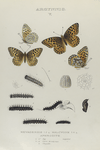 Argynnis. V. 1, 2. Argynnis Nevadensis; 3, 4. Argynnis Aphrodite; a, a-2. Egg, mag-ed; b-g. Larva the early stages; h. Chrysalis.