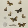 Argynnis. VII. 1-4. Argynnis Astarte;  5-8. Argynnis Alberta; a, a-2. Egg, Alberta, mag-ed; b. Larva young.