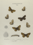 Argynnis. VII. 1-4. Argynnis Astarte;  5-8. Argynnis Alberta; a, a-2. Egg, Alberta, mag-ed; b. Larva young.