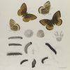 Argynnis. XI. 1-4. Argynnis Cybele, var. Carpenterii; a. Egg Cybele mag-ed; b. Larva, (young) mag-ed; c-g. Larva 1st to 5th moult; h. Larva mature; i. Chrysalis.
