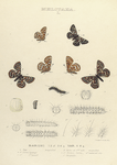 Melitæa. I. 1-4. Melitæa Baroni; 5. 6. Var. ; a. Egg mag-ed; b-b4. Larva (young); ag-ed; c-c3. Larva 1st moult, mag-ed; d. Spine at 2nd mlt. mag-ed; e-e3. Mature Larva; e3. nat. size; f. Chrysalis.