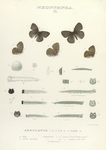 Neonympha. II. 1-4. Neonympha Areolatus; 5. Var.;  a. Egg mag-ed; b. Larva (young) mag-ed; c-f. Larva 1st to 4th moults mag-ed; g. Larva mature nat. size;  h. Chrysalis.