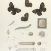 Satyrus. II. 1-4. Satyrus Meadii; a. Egg magnified; b. Larva, young magnified; c. Larva mature, nat. size; c-2. Larva mature, magnified; d. Chrysalis.