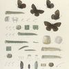 Satyrus III: 1-4. Satyrus Sharon; 5. Var. Silvestris; a-a2. Egg magnified; b-b5. Larva, young magnified; c-e. Larva 1st to 3rd  moults; f-f4. Larva 4th moult to adult; g-g5. Larva 4th moult parts magnified; h-h6. Chrysalis.