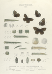 Satyrus III: 1-4. Satyrus Sharon; 5. Var. Silvestris; a-a2. Egg magnified; b-b5. Larva, young magnified; c-e. Larva 1st to 3rd  moults; f-f4. Larva 4th moult to adult; g-g5. Larva 4th moult parts magnified; h-h6. Chrysalis.