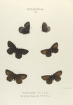 Erebia. II. 1-3. Erebia Fasciata; 4-6. Erebia Discoidalis.