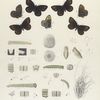 Erebia. III. 1-5. Erebia Epipsodea; 6.7.  var. Brucei; a. Egg, magnified; b-e. Larva magnified; f. Larva mature; g. Chrysalid.