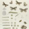 Neonimois. I.  1-3. Neonimois Ridingsii, early form, 4-6. late form; a. a2. Egg magnified; b-e. Larva young to 3rd moult; f. Larva mature mag-ed; g. Chrysalis; g 2. same mag-ed.