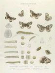 Neonimois. I.  1-3. Neonimois Ridingsii, early form, 4-6. late form; a. a2. Egg magnified; b-e. Larva young to 3rd moult; f. Larva mature mag-ed; g. Chrysalis; g 2. same mag-ed.