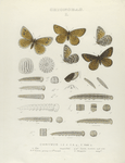 Chionobas. I. 1-4. Chionobas Chryxus ; 5. Var. ; a.. Egg mag-ed; b-f. Larva, young to 4th moult; g, g2. Larva mature nat. size; h. Chrysalis magnified.