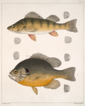 Fig. 1. Perca Flavescens. [Mitchill]. Fig. 2. Pomotis Vulgaris. [ Cuvier]