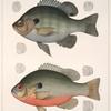 Fig. 1. Ichthelis Incisor. [Valenciennes]. Fig. 2. Ichthelis Rubricauda. [Storer]