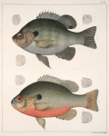 Fig. 1. Ichthelis Incisor. [Valenciennes]. Fig. 2. Ichthelis Rubricauda. [Storer]