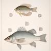 Fig. 1. Centrarchus Irideus. Fig. 2. Labrax Americanus. [Gmelin]