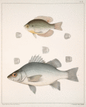 Fig. 1. Centrarchus Irideus. Fig. 2. Labrax Americanus. [Gmelin]