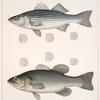 Fig. 1. Labrax Lineatus. [ Bloch]. Fig. 2. Grystes Salmoides. [Lacérède]