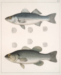 Fig. 1. Labrax Lineatus. [ Bloch]. Fig. 2. Grystes Salmoides. [Lacérède]