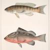 Fig. 1. Diplectrum fasciculare. [Cuvier et Valenciennes].  Fig. 2. Serranus Erythrogaster. [DeKay]