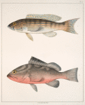 Fig. 1. Diplectrum fasciculare. [Cuvier et Valenciennes].  Fig. 2. Serranus Erythrogaster. [DeKay]