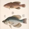 Fig. 1. Pomoxis Hexacanthus [Valenciennes]. Fig. 2. Rhypticus Maculatus [Cuvier]