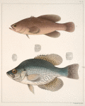 Fig. 1. Pomoxis Hexacanthus [Valenciennes]. Fig. 2. Rhypticus Maculatus [Cuvier]