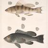 Fig. 1. Centropristes Trifurca [Linnaeus]. Fig. 2.  Centropristes Atrarius [Linnaeus]