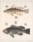 Fig. 1. Centropristes Trifurca [Linnaeus]. Fig. 2.  Centropristes Atrarius [Linnaeus]