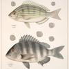 Fig. 1. Lagodon Rhomboides (Salt-water Bream); Fig. 2. Sargus Ovis (Sheepshead);