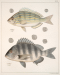 Fig. 1. Lagodon Rhomboides (Salt-water Bream); Fig. 2. Sargus Ovis (Sheepshead);