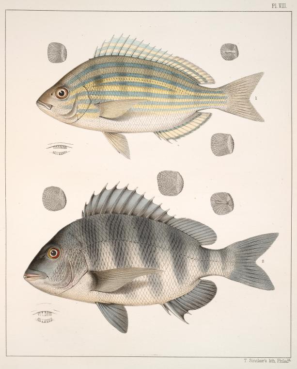 Lagodon Rhomboides The Biology Of The Pinfish Lagodon Rhomboides (L.).