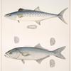 Fig, 1. Cybium Maculatum ; Fig. 2. Temnodon Saltator (Blue-fish, Green-fish, Skipjack)