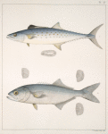 Fig, 1. Cybium Maculatum ; Fig. 2. Temnodon Saltator (Blue-fish, Green-fish, Skipjack)