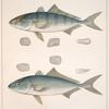 Fig. 1. Seriola Zonata (Banded Mackerel). Fig. 2. Seriola Carolinensis (Jack-fish)