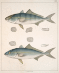 Fig. 1. Seriola Zonata (Banded Mackerel). Fig. 2. Seriola Carolinensis (Jack-fish)