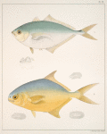 Fig. 1. Seriola Chloris (cosmopolita); Fig. 2. Bothralæmus Pampanus (Crevallé, or Cavalli, Pompynose)