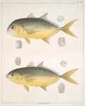 Fig. 1. Caranx Defensor (Horse Crevallé); Fig. 2. Caranx Hippos (Scomber hippos)