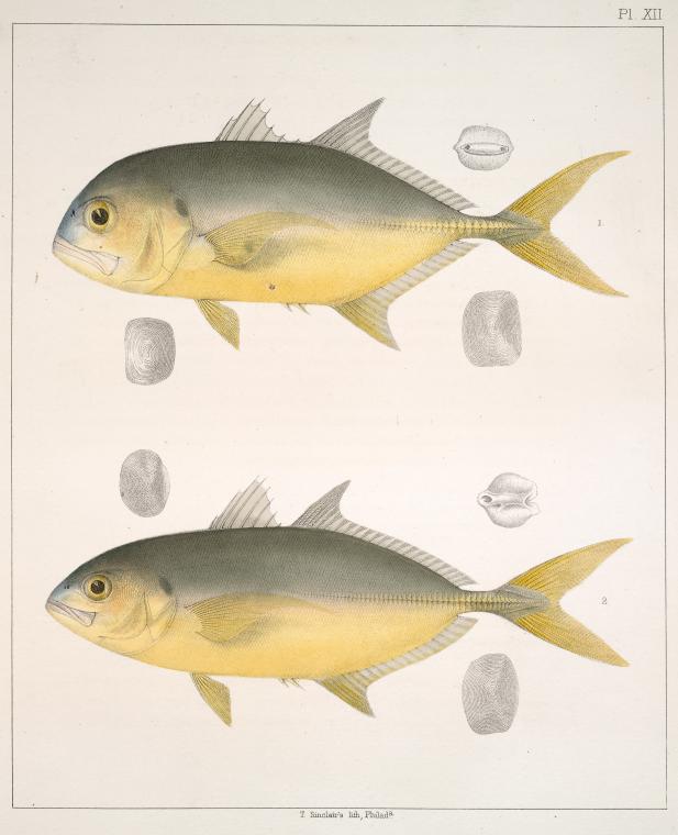 Fig. 1. Caranx Defensor (Horse Crevallé); Fig. 2. Caranx Hippos ...